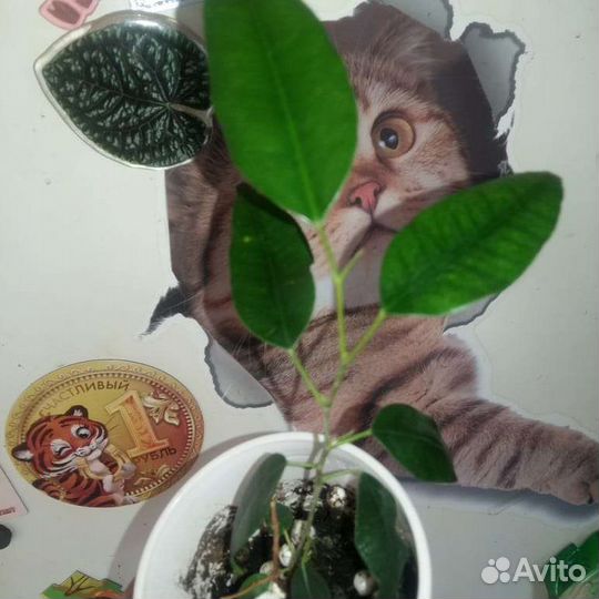Фикус бенджамина 4 сорта
