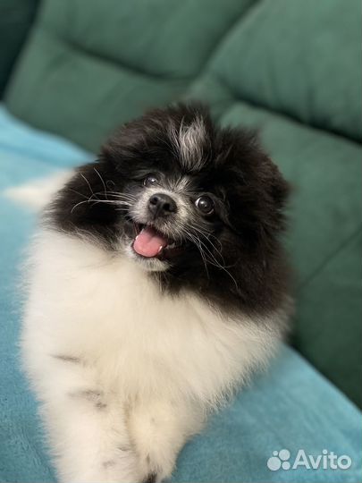 Собаки щенк