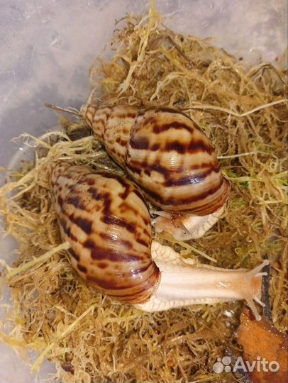 Улитки архахатины