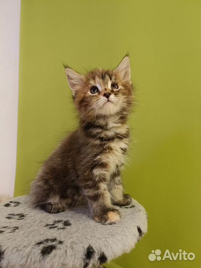 Котята мейн-кун