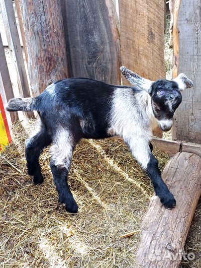 Козы,козлята