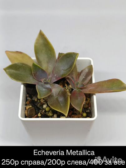 Суккуленты