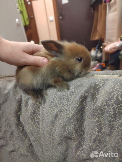 Декоративные Крольчата львиноголовые