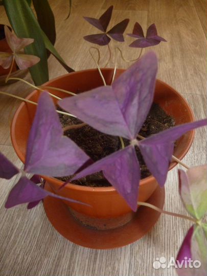 Комнатные цветы