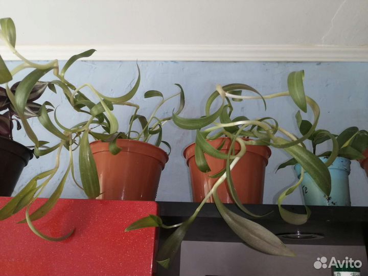 Традисканция