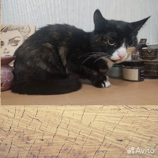Кошечка трехцветка