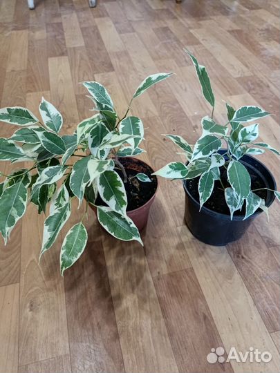 Растения для дома