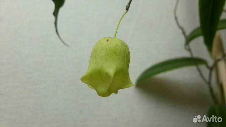 Хойи сортовые