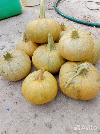 Тыква,лук порей,капуста и другие овощи с огорода