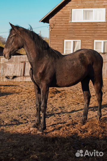 Кобыла Орловская