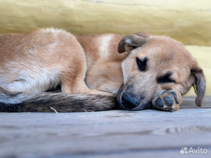 Отдам щенка мальчика