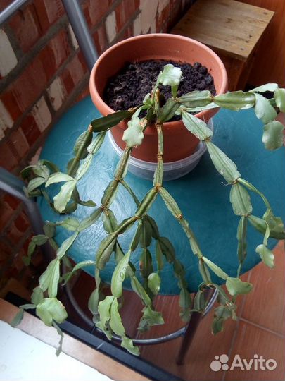 Декабрист в горшке