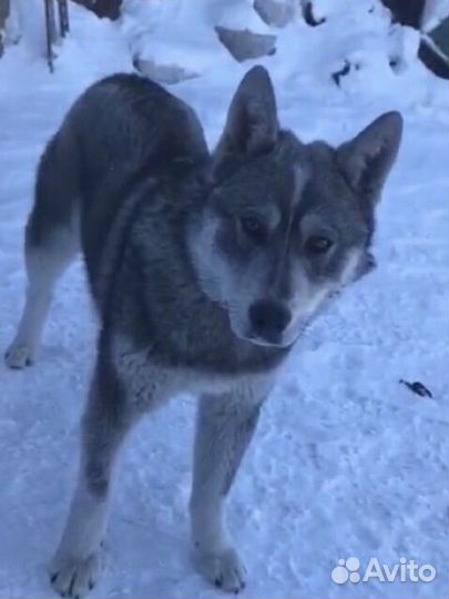 Щенки бесплатно