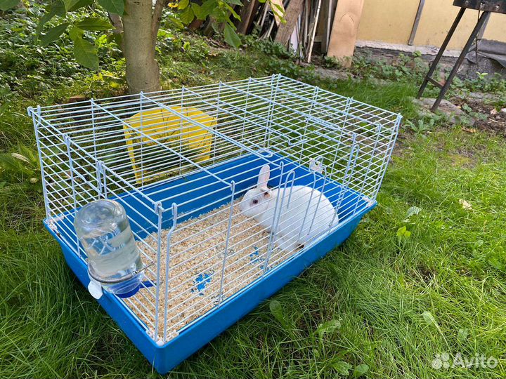 Декоративные кролики