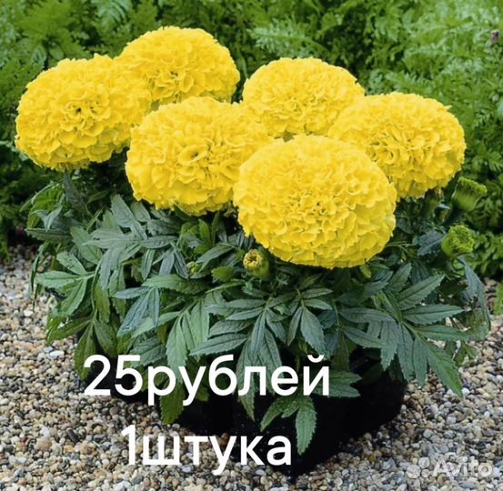 Бархотка рассада
