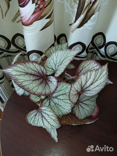 Бегония (листы на срез)