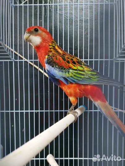 Попугай розелла