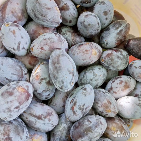 Слива чернослив