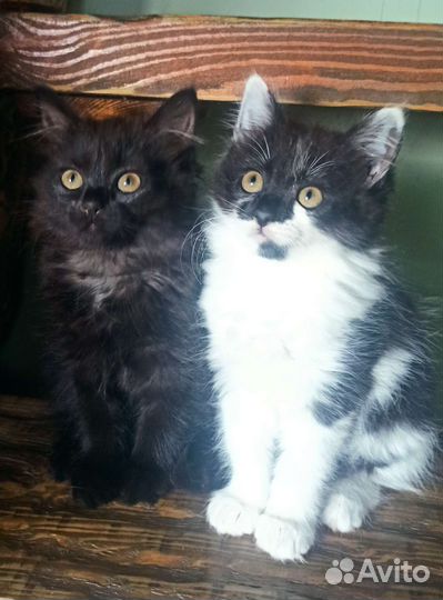 Котята девочки 2 мес