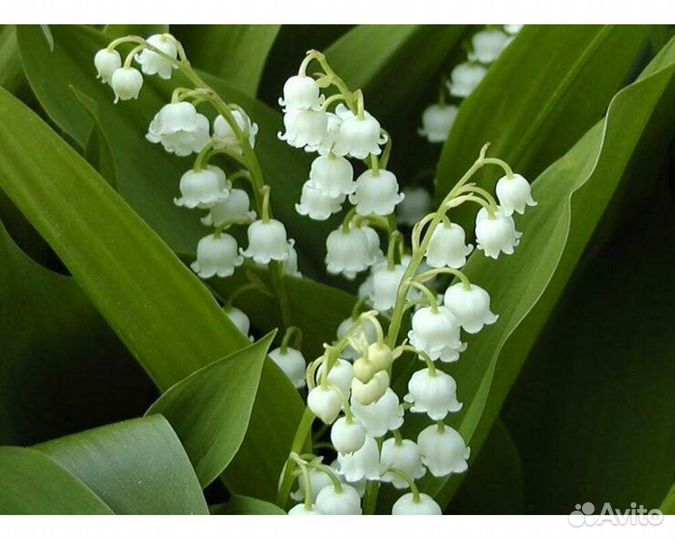 Ландыш майский Bordeaux