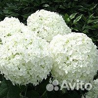 Гортензия Анабель