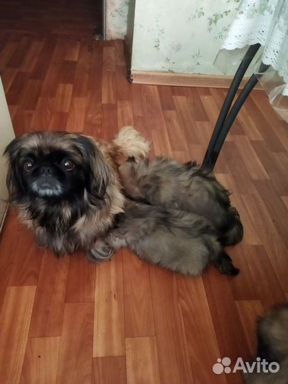 Продаются щенки пекинеса