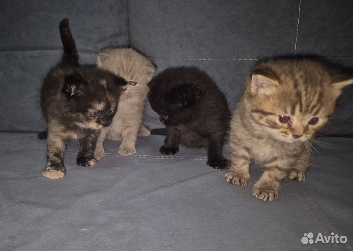 Шотландская вислоухая