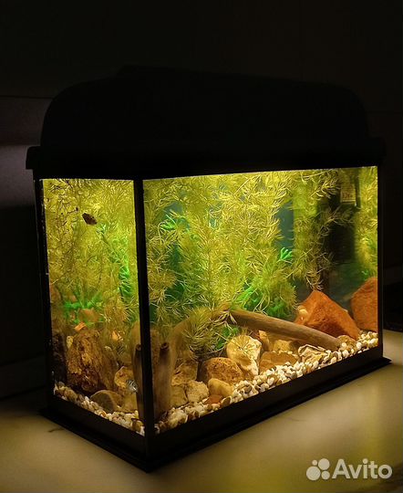 Аквариум с рыбками и оборудованием