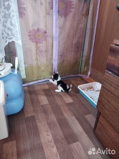 Отдам в добрые руки котёнка девочку