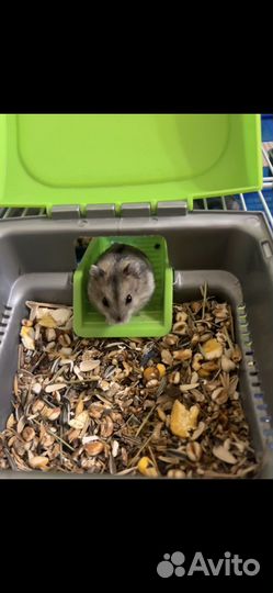 Джунгарский хомяк