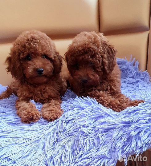 Той-пудель ред braun РКФ