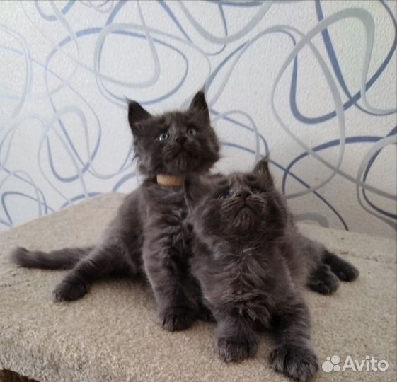 Котята мейн-кун