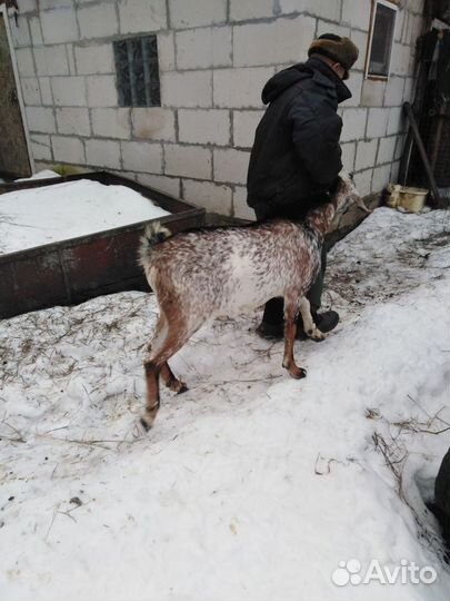 Англо нубийские козы, козёл нубийский