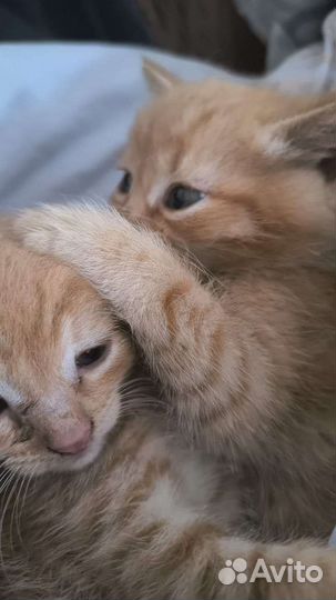 Котята в дар