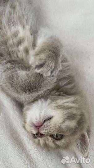 Британские котята