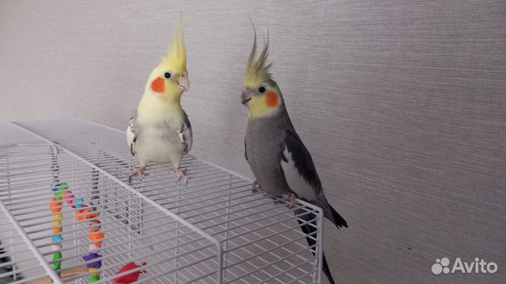 Попугай корелла