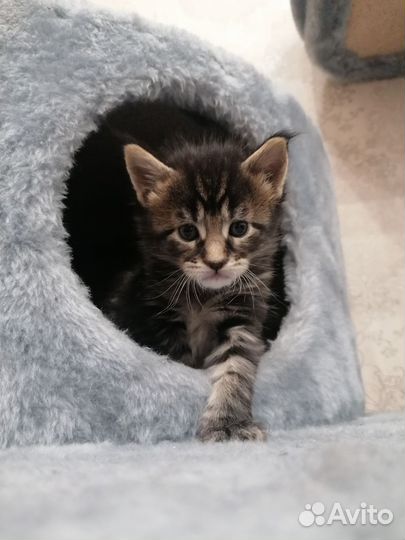 Чистокровные котята Мейн-кунята:)