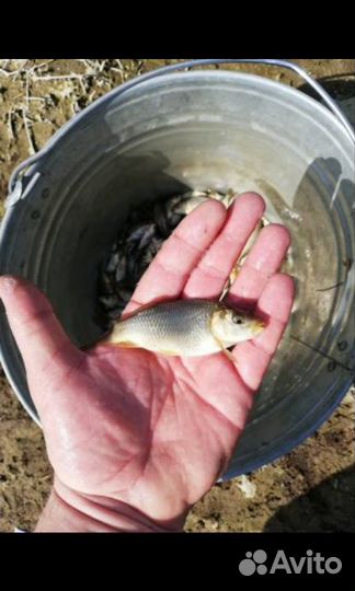Карп малек для разведения