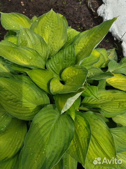 Продам хосты