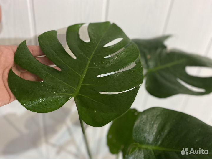 Интерьерные цветы