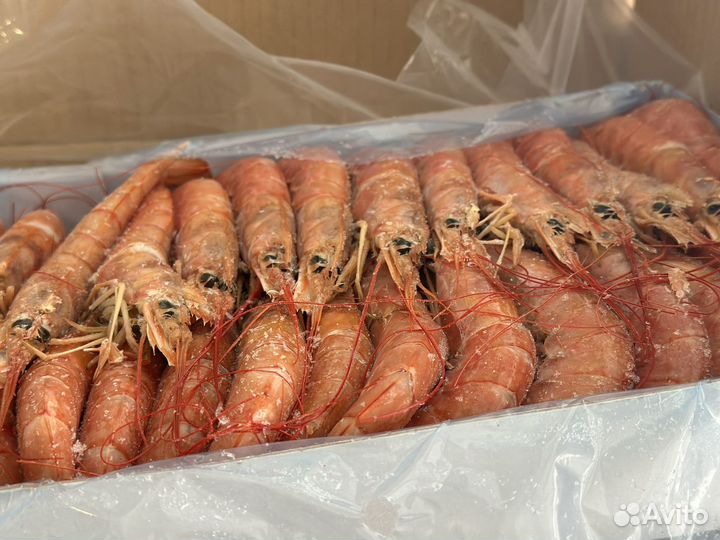 Лангустины оптом L2