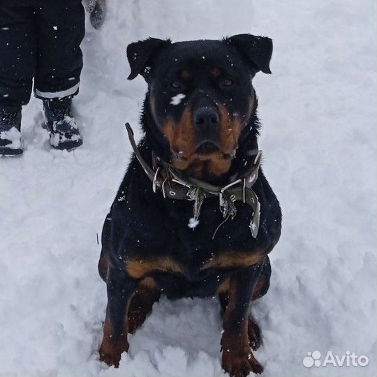 Ротвейлер щенки