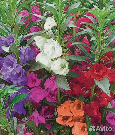 Бальзамин Томб Тамб 0,2 гр