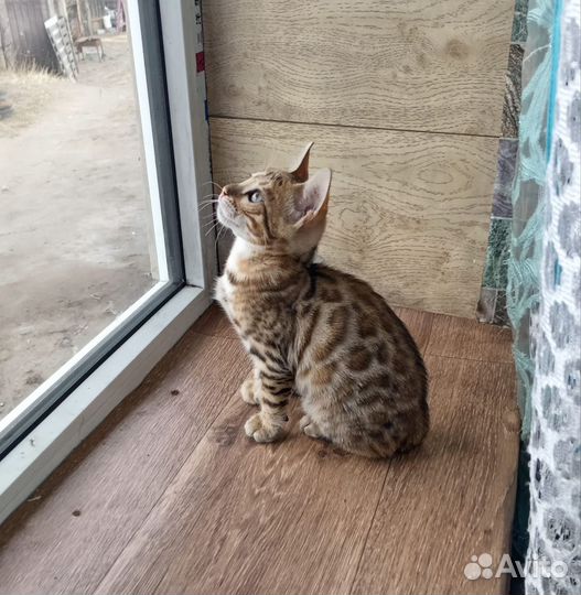 Бенгальские котята