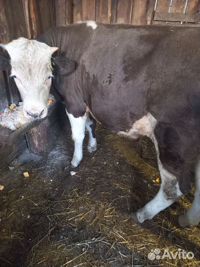 Бычок 8 месяцев, без торга