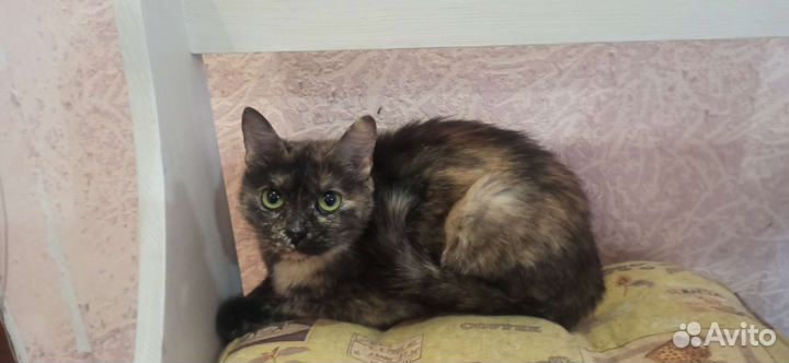 Маленькая дворняжка