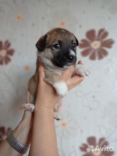 Щенки нужен дом