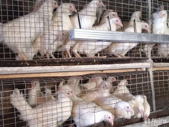 Петухи,гуси,утки