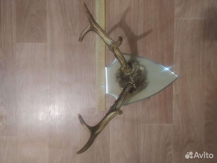 Рога косули