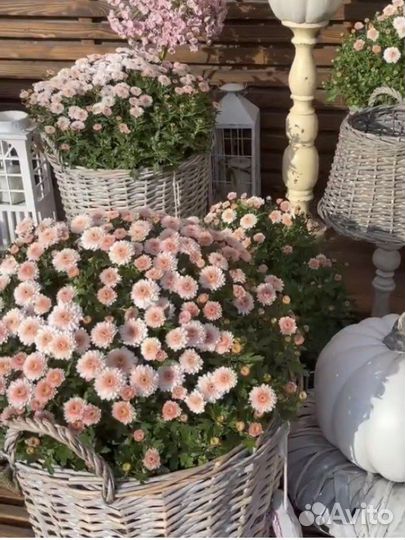 Хризантемы мультифлора